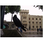 33 Raven at Tower of London.jpg